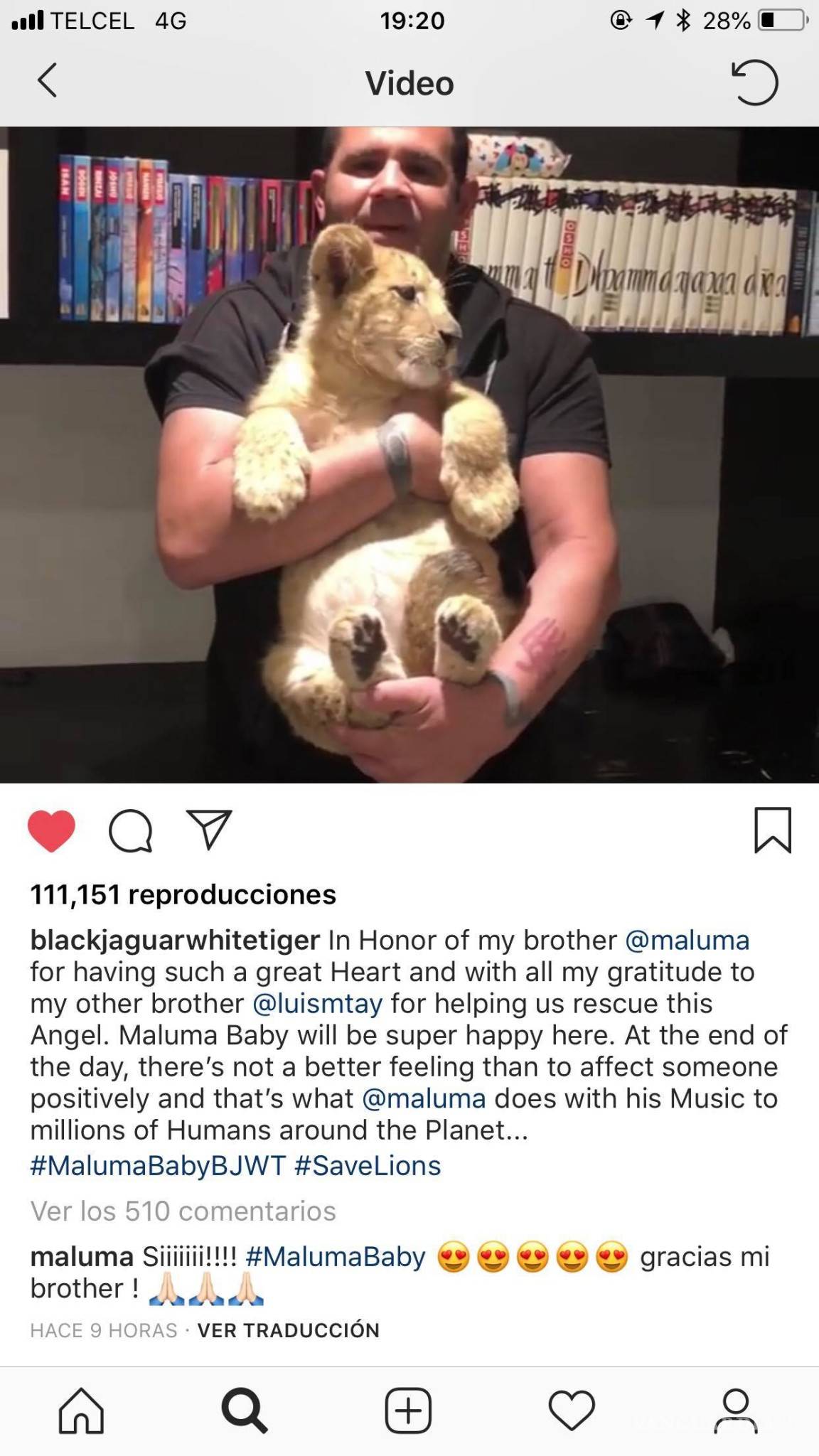 $!Famoso santuario de felinos en México nombra ‘Maluma Baby’ a pequeño león rescatado