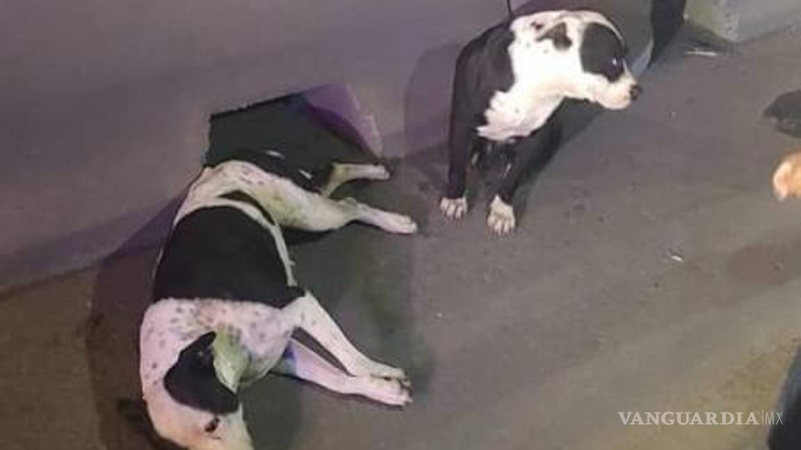 $!La perrita estaba herida y el perrito estaba muy asustado, a ambos los atendió un veterinario