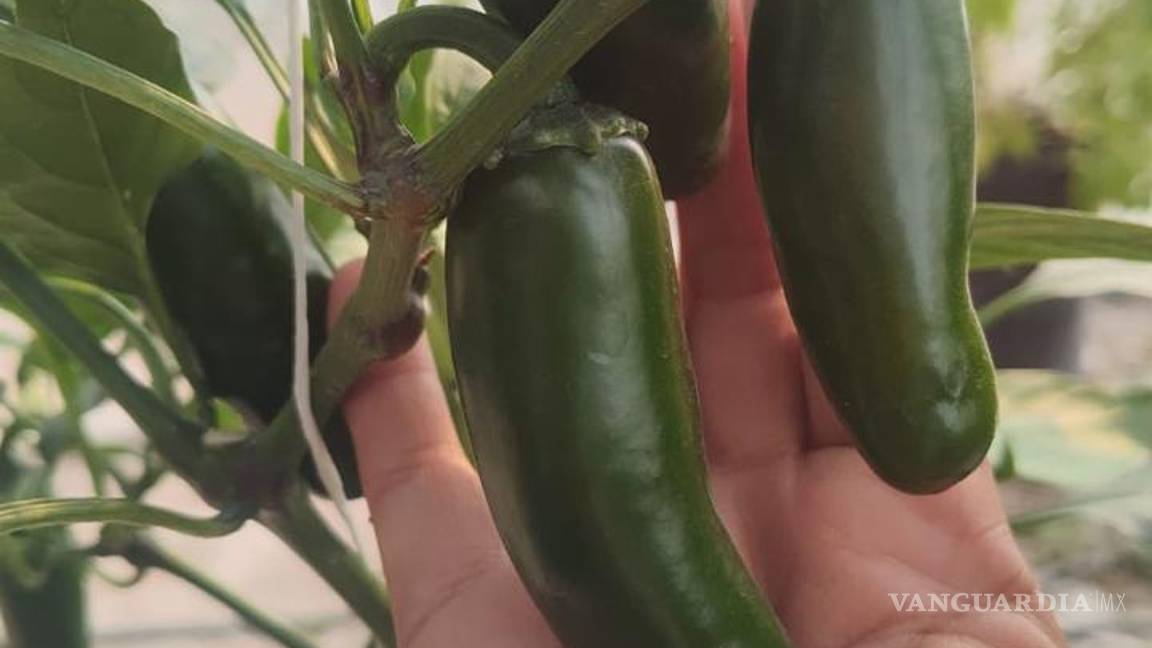 $!Un estudiante de horticultura mostró su descontento por la interrupción de su huerto de calabaza, tomate y chile, afectado por el cierre de los invernaderos.