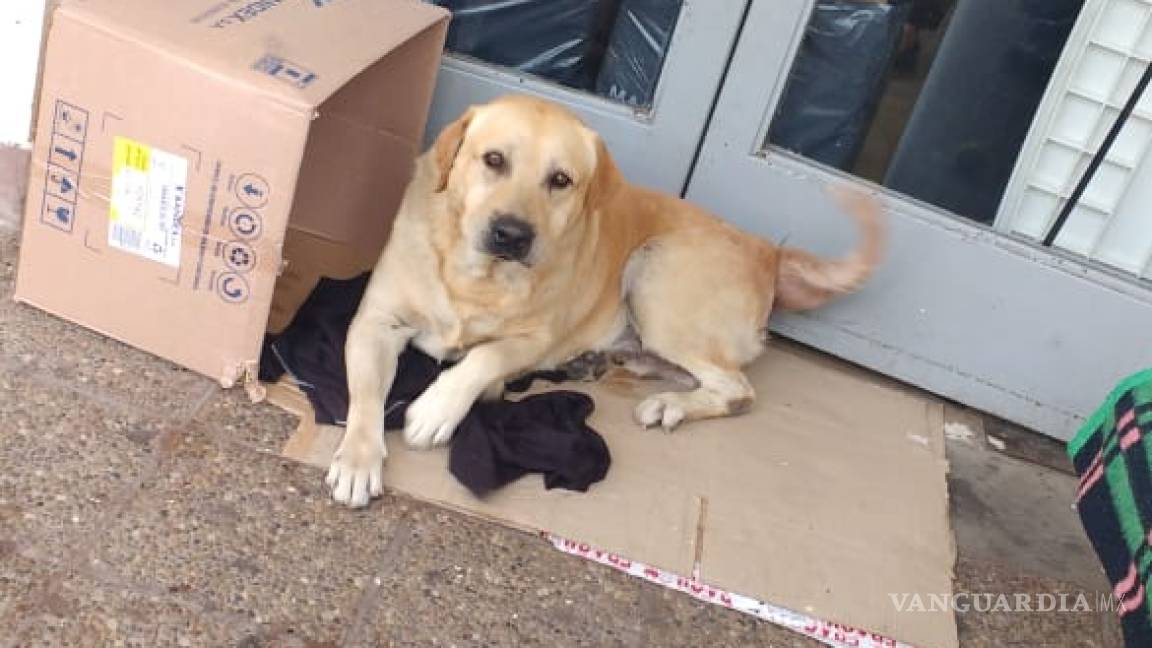 Toto, el tierno perro que espera a su dueño afuera del hospital donde murió