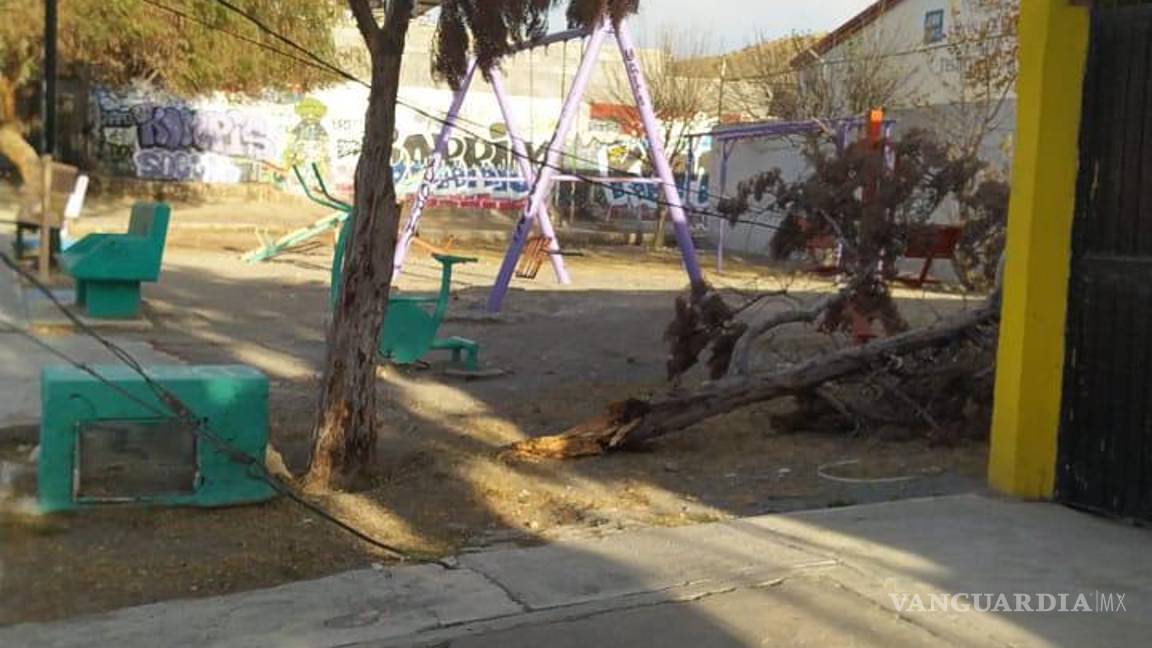 $!La directora de Medio Ambiente y Espacios Urbanos, mencionó que personal a su cargo recorre la ciudad a fin de recoger ramas y partes de árboles a consecuencia de las ráfagas de viento.