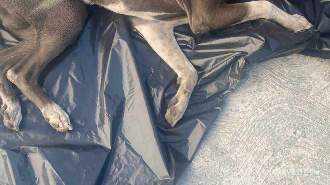 Buscan a dos por abandono y maltrato animal; dejan a perro en esquina de la colonia Teresitas, en Saltillo