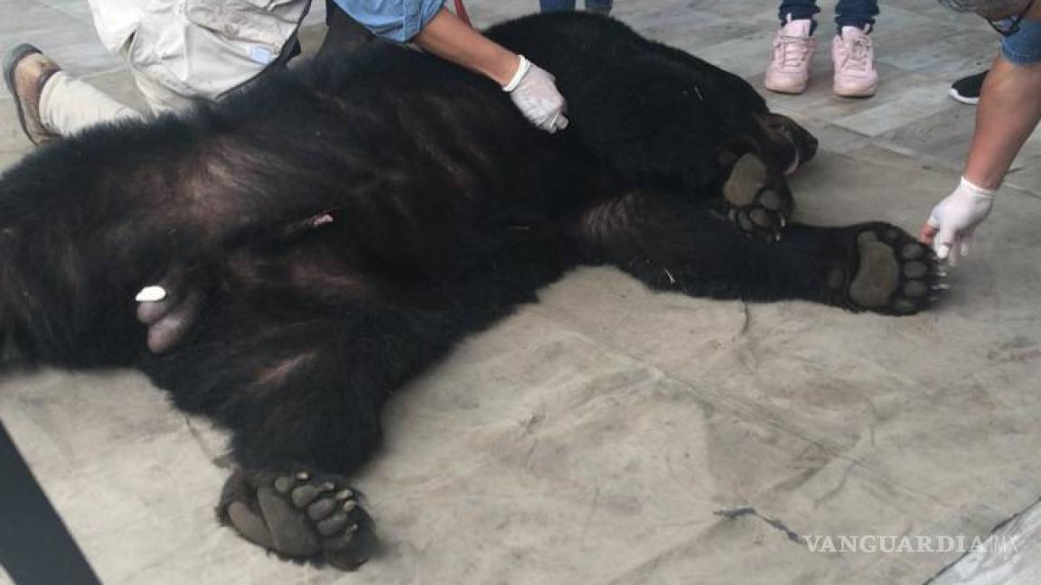 Atrapan a enorme oso en zona residencial de Nuevo León; lo liberan en Parque Nacional Cumbres