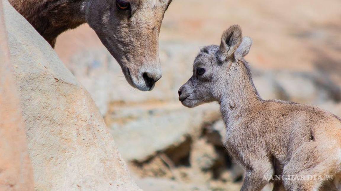 $!La maternidad implica desafíos y riesgos significativos para diversas especies.