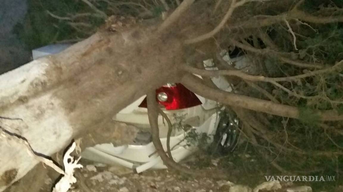 $!Arboles caídos, apagones y más daños provoca el viento de Saltillo