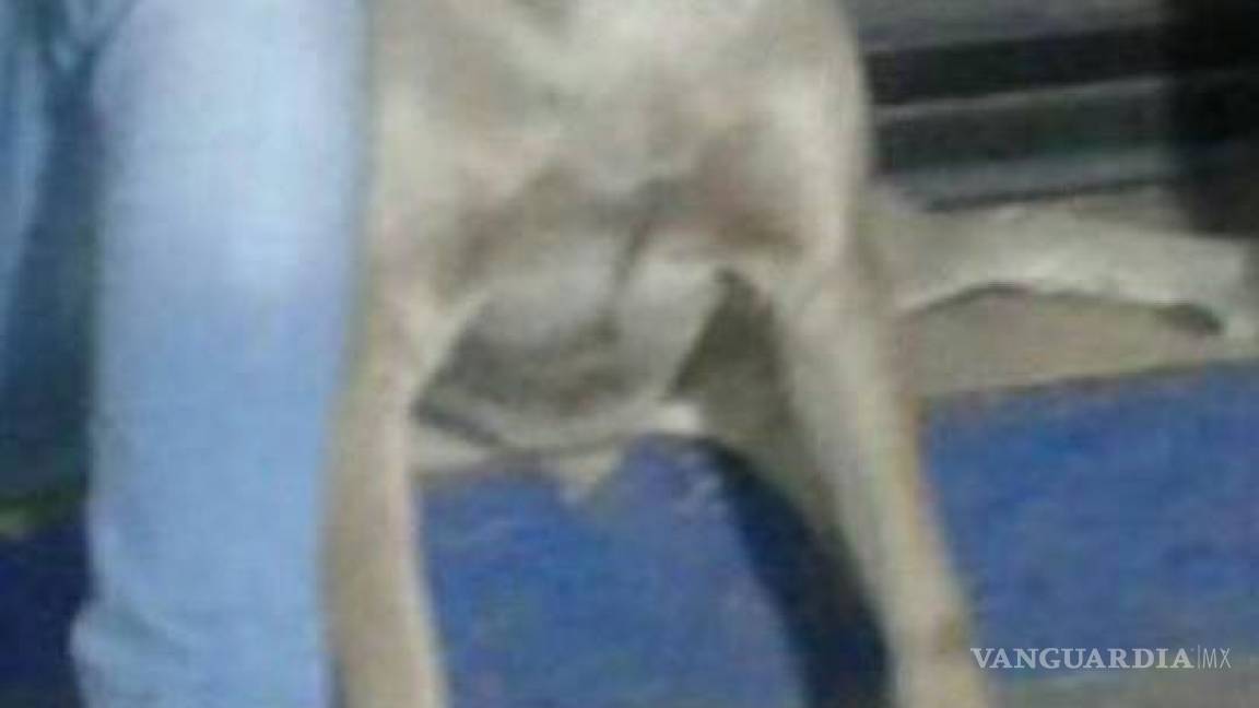 $!Caen 3 jóvenes y su mascota por robo; perro sorprende con cara de arrepentimiento