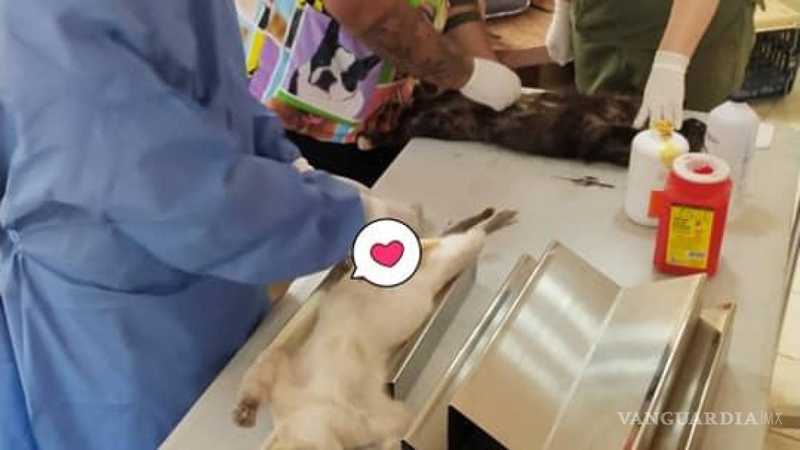 En Saltillo, exhortan a esterilizar mascotas