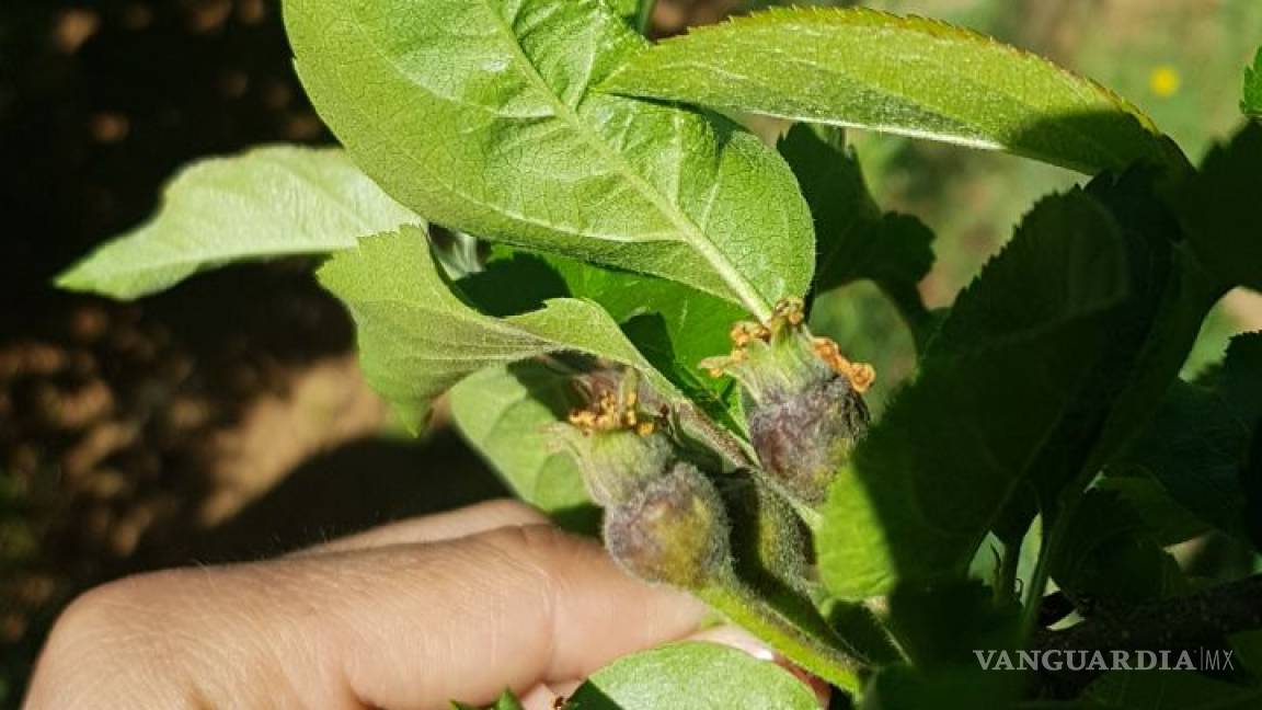 $!Productores de Arteaga declaran pérdida total de cosecha de manzana; el daño es irreparable