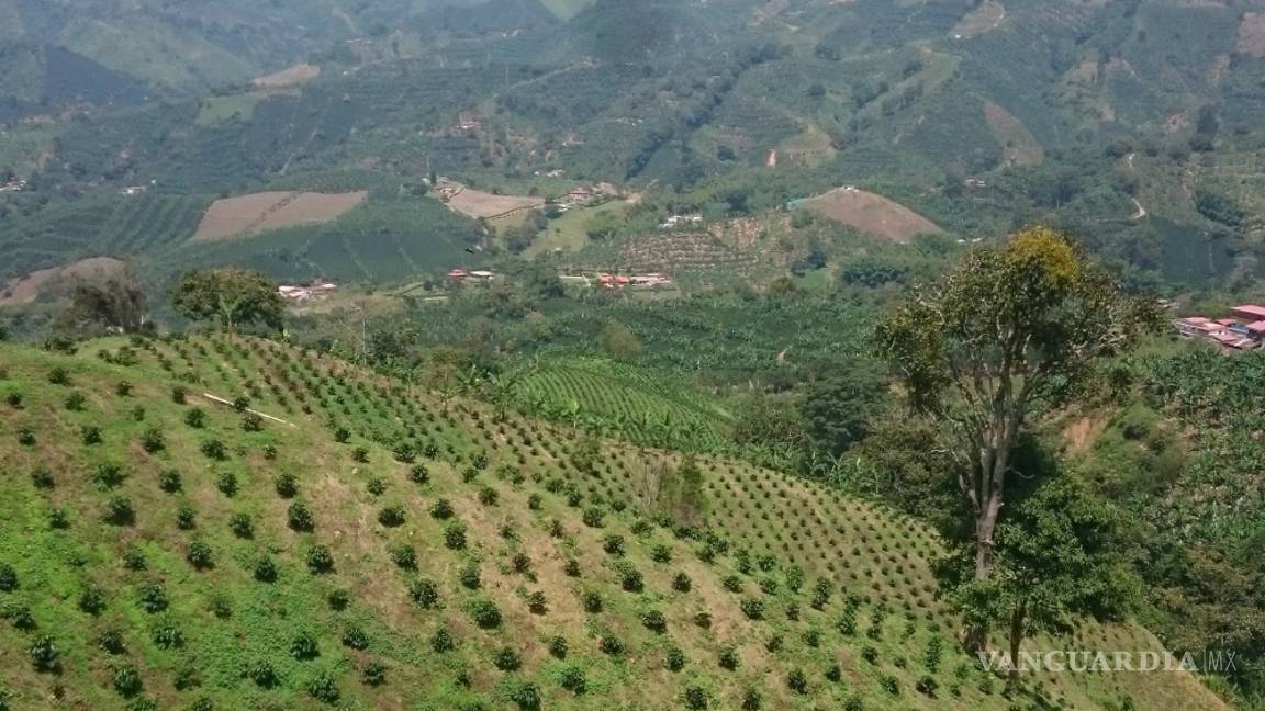 $!Asegura activista que países consumidores de café "perpetúan pobreza”