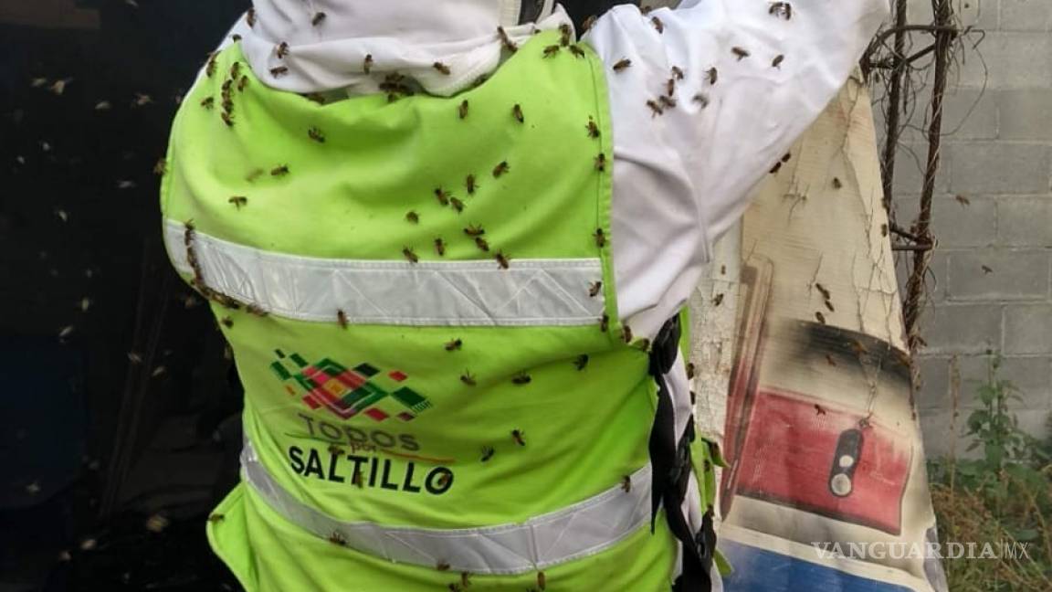 Policía Ambiental de Saltillo rescata panales de abejas, insectos polinizadores importantes para el planeta