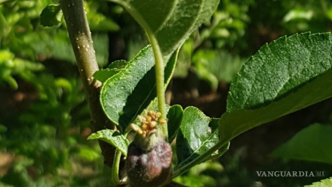 $!Afecta helada 24 mil empleos en la sierra de Arteaga; por la pizca de manzana se pierden 410 mdp