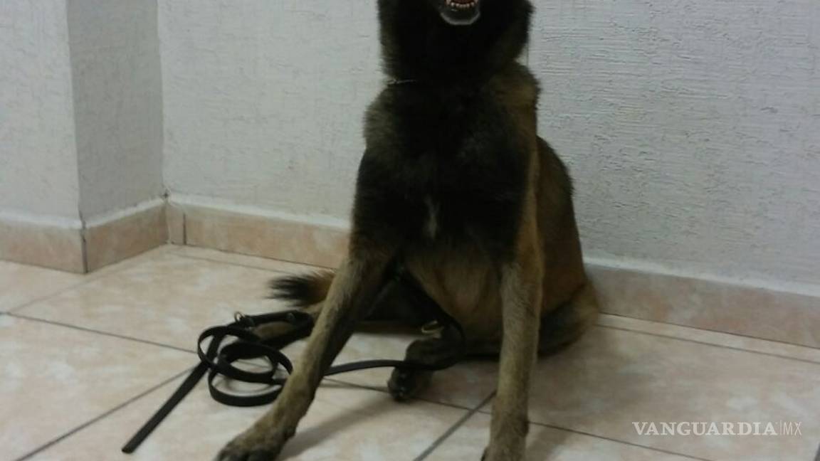 $!Adiestran con aromas sintéticos canes de la Policía de Torreón