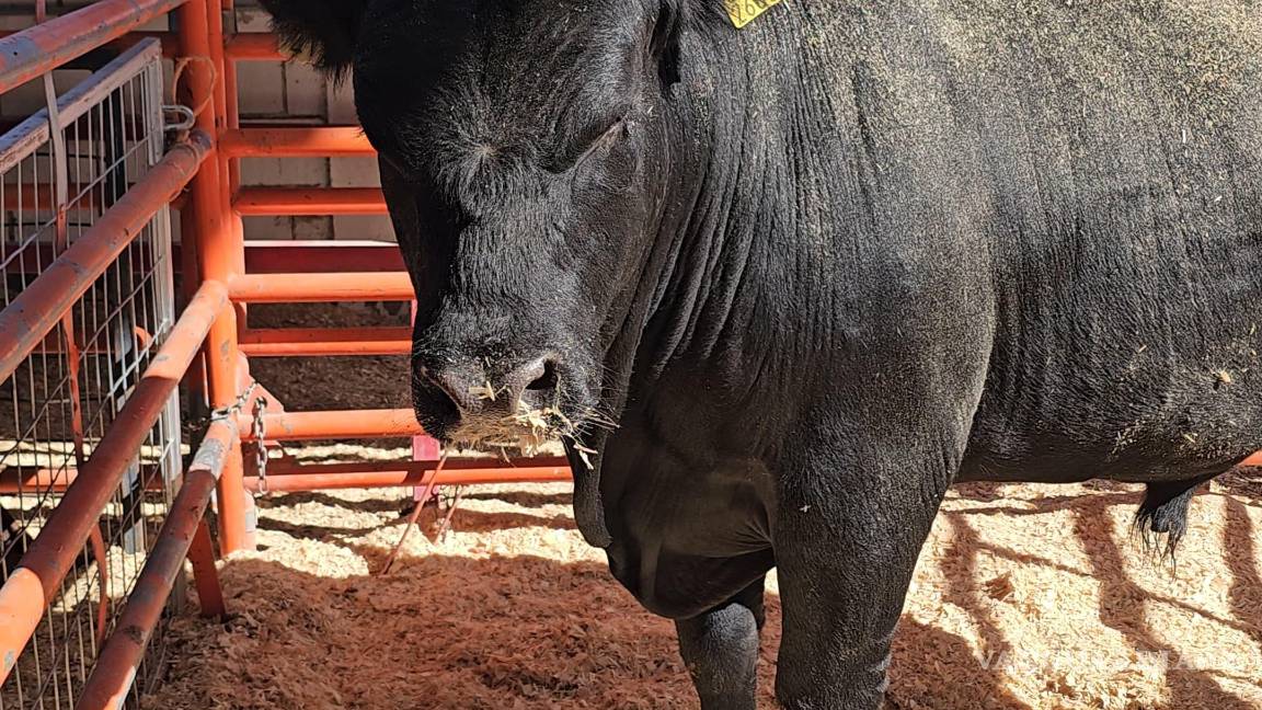 $!Se amplió el número de bovinos y caprinos beneficiados con el programa de mejoramiento genético.