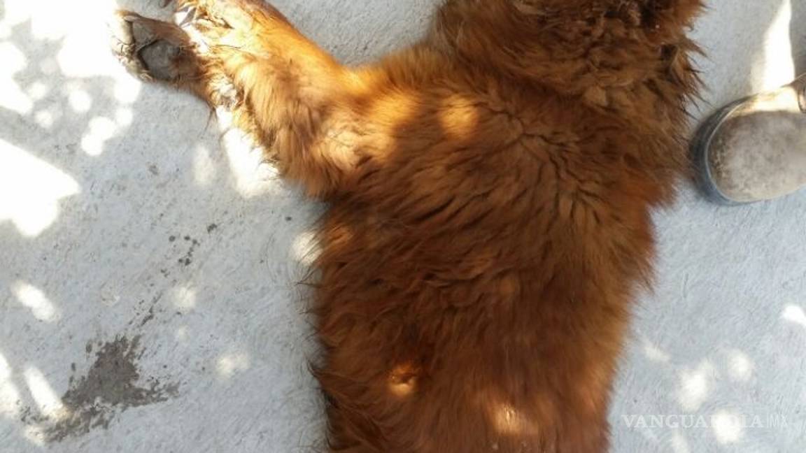 $!Envenenan a 8 perros en Nava; van contra los responsables