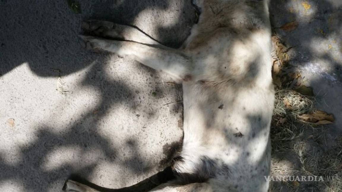 $!Envenenan a 8 perros en Nava; van contra los responsables