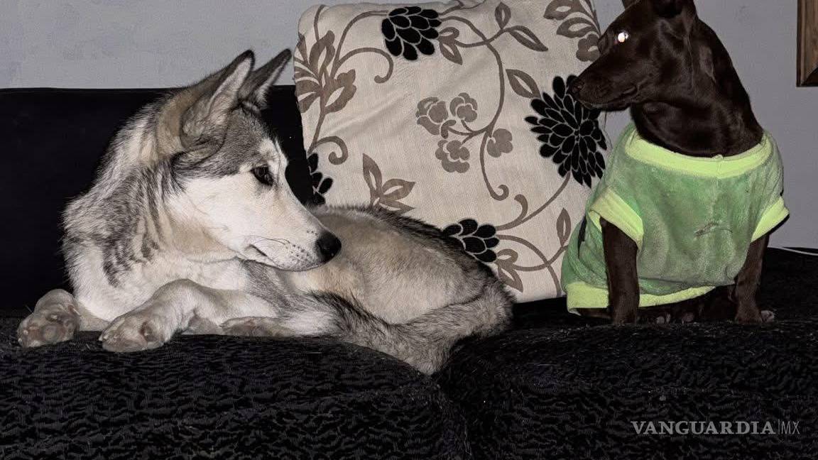 $!“Chaparro”, el fiel compañero de aventuras de “Lobo”, permanece en casa a la espera de su amigo inseparable, con quien suele recorrer juntos la colonia y compartir cada descanso.