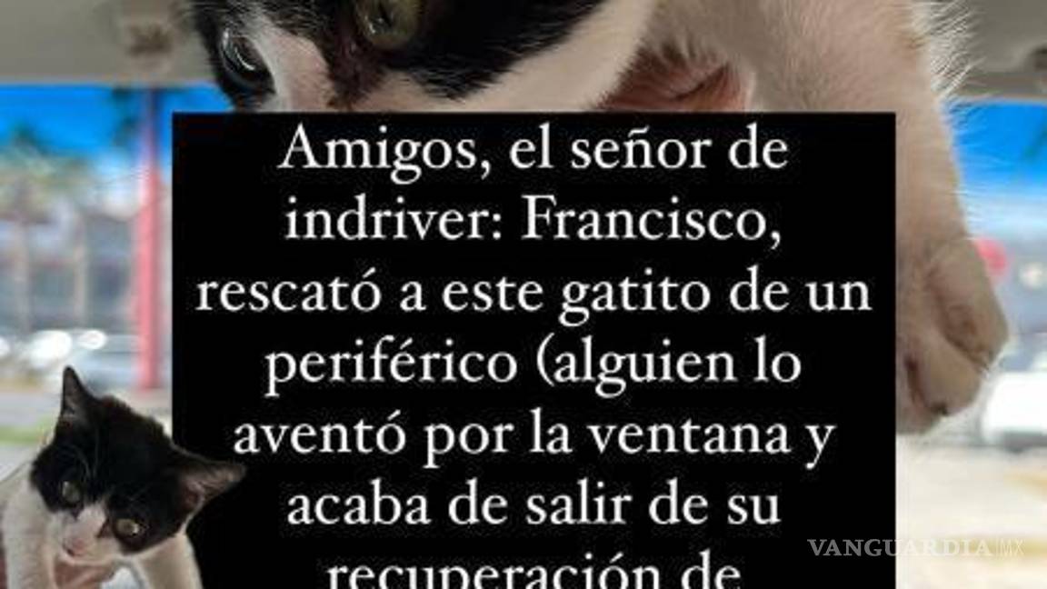 $!Francisco lleva a “Señor Michi” consigo en sus viajes como conductor mientras espera encontrarle un hogar amoroso.