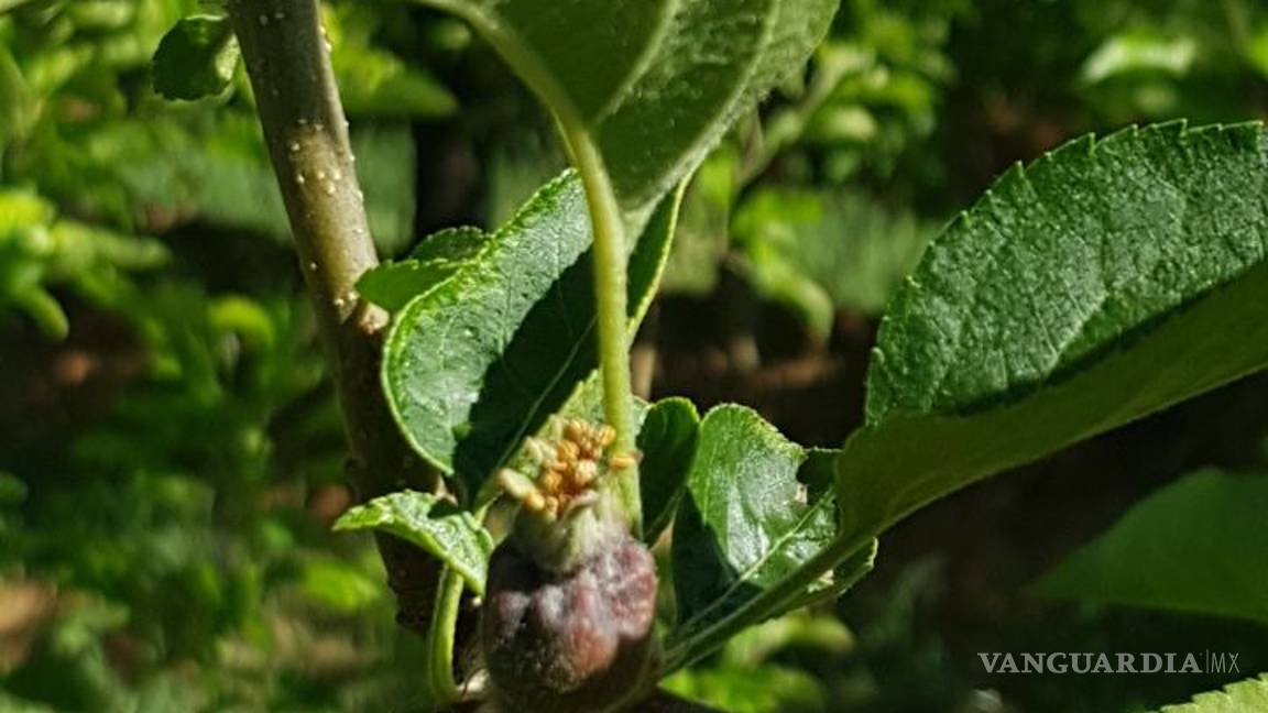 $!Productores de Arteaga declaran pérdida total de cosecha de manzana; el daño es irreparable