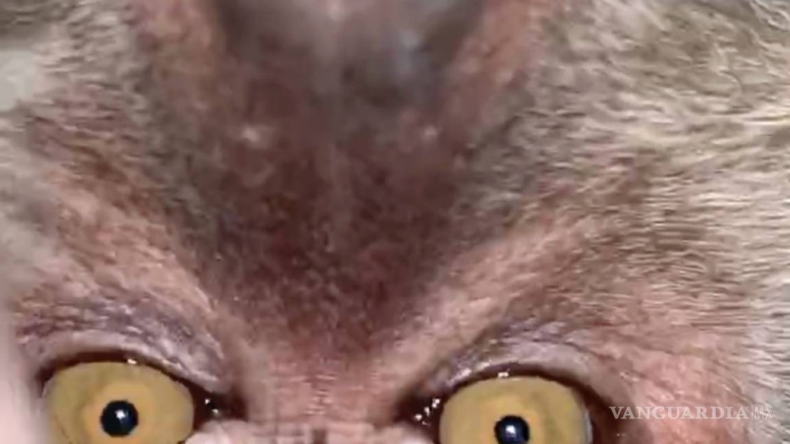 $!Mono le roba su celular a un estudiante universitario en Malasia y se toma selfies