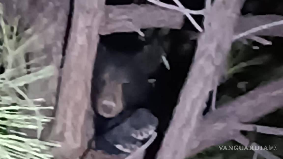$!El oso no fue capturado, por lo que tal vez regrese nuevamente al lugar.