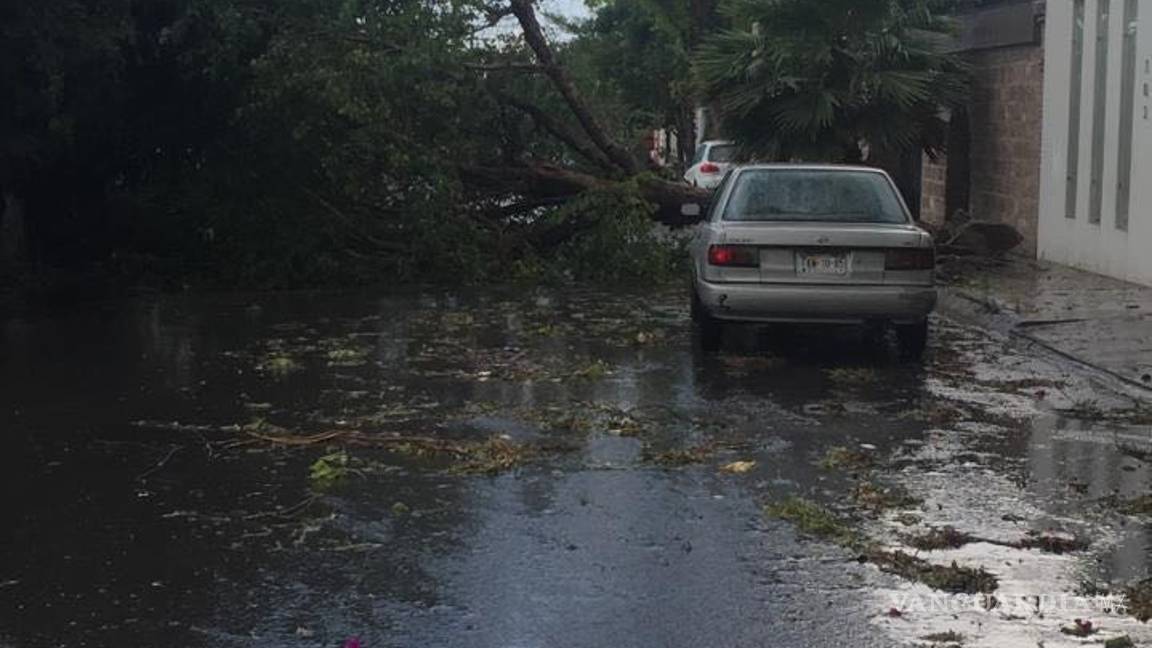 $!Tromba causa caos en norte de Saltillo; caen árboles y panorámicos