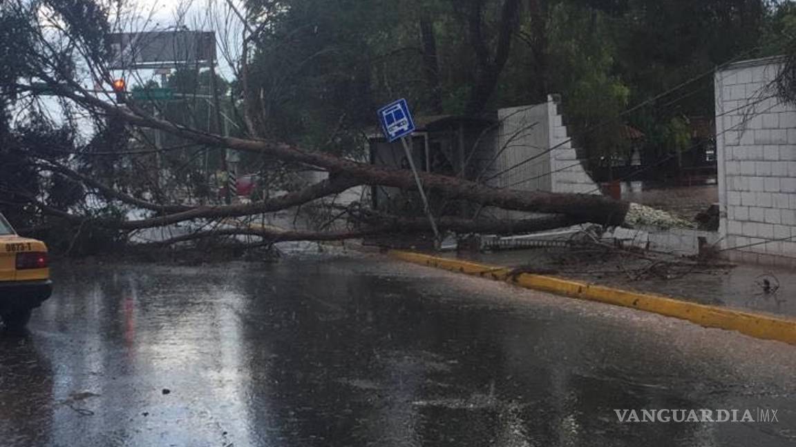 $!Tromba causa caos en norte de Saltillo; caen árboles y panorámicos