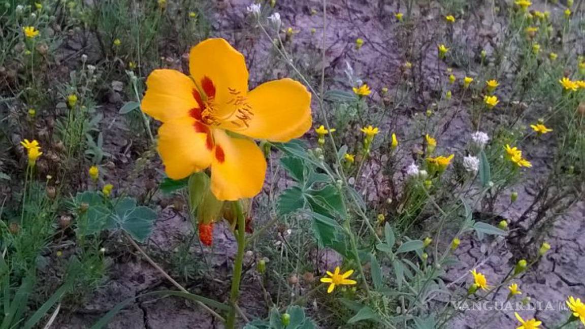 $!Sin mitigar daños causados por la industria minera