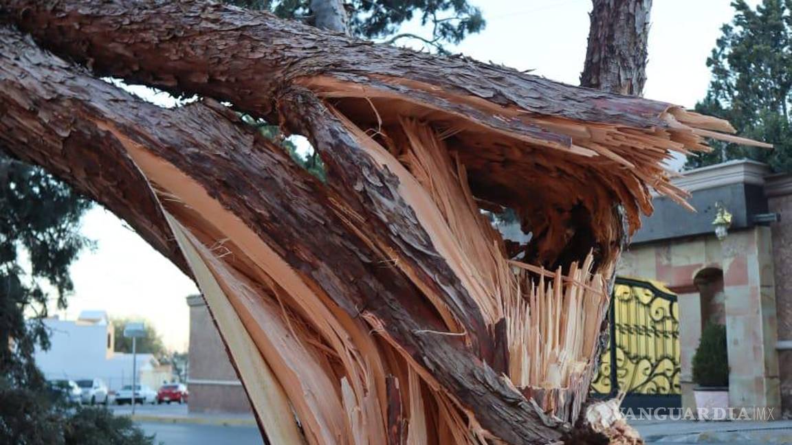 $!En la colonia Magisterio, este viejo árbol fue partido a la mitad por las rachas de viento.