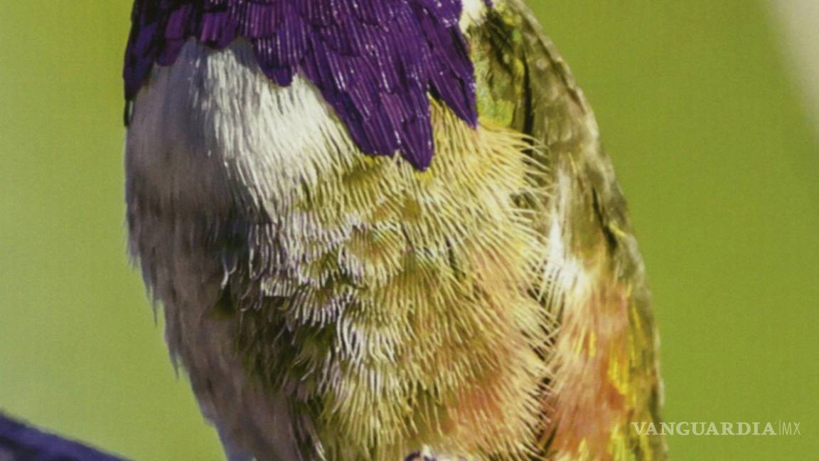 Muestra 'Aves de México' evidencia el colorido mosaico que esta especie crea en nuestro país