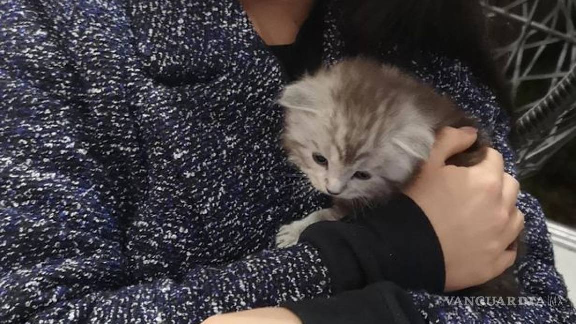 $!Quedó paralizada por cuidar a gatita callejera sin precaución