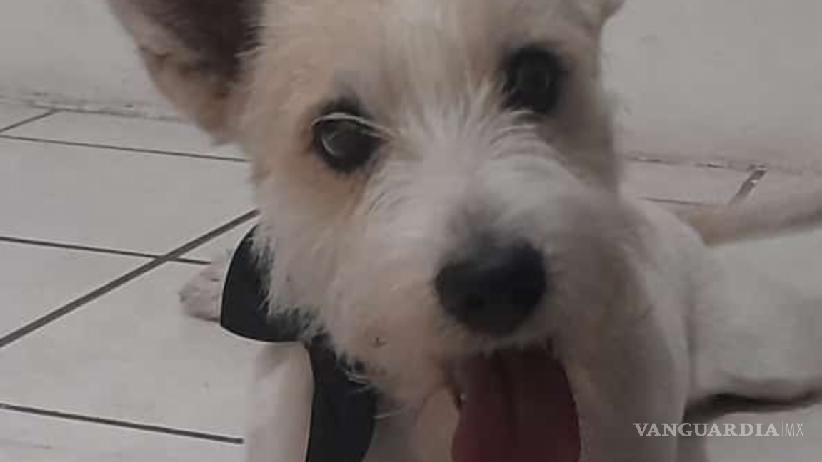 $!Decenas de reportes de mascotas extraviadas se registraron en redes.