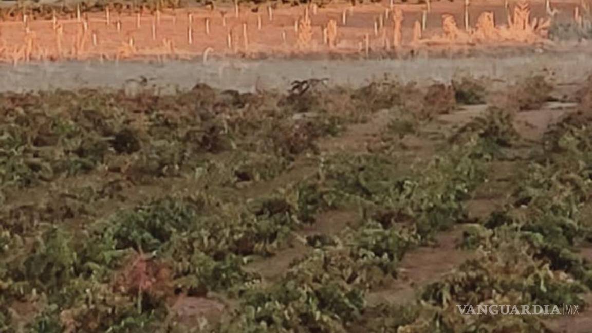 $!Vista de El Toboso desde las viñas de El Bachiller. EFE/Amalia González Manjavacas