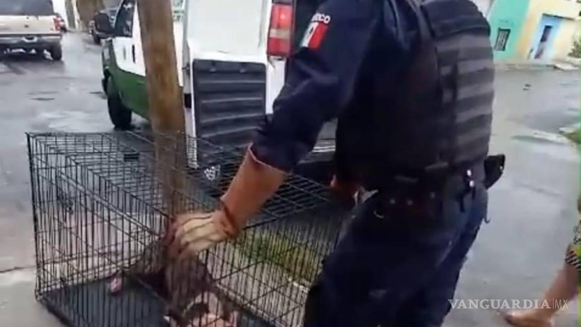 Mujer da 12 puñaladas a perrito en la colonia Morelos de Saltillo