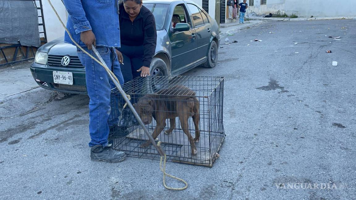 Perro ataca a hombre en Saltillo y lo manda al hospital; Policía Ambiental asegura a la mascota