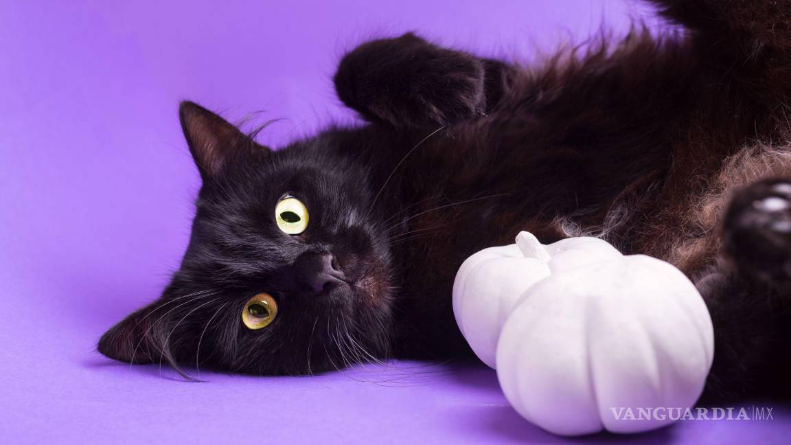 ‘Se busca gato negro o blanco’: piden en Saltillo no dar en adopción y resguardar a los michis previo a Halloween