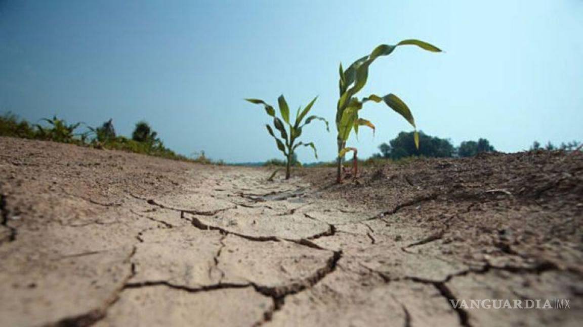 Lluvias llegaron tarde, sequía redujo la producción agrícola en el país: GCMA