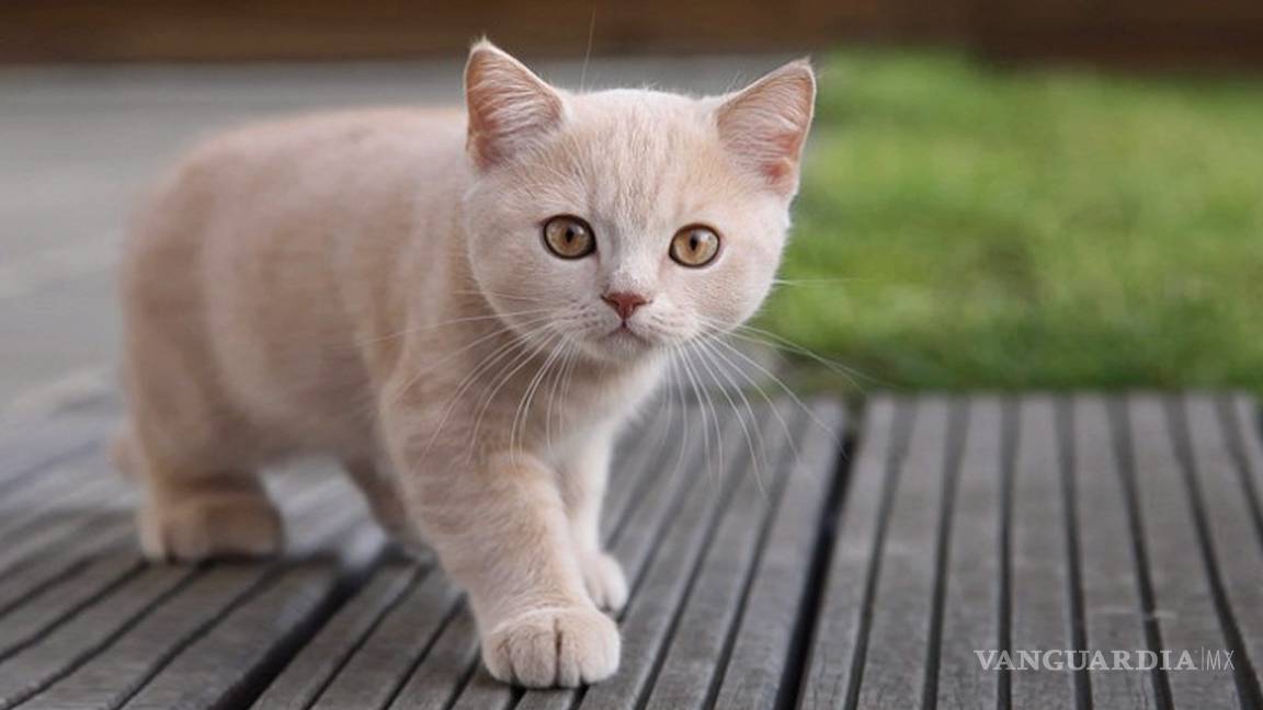 Esperaba gato de ensueño y recibe un cadáver