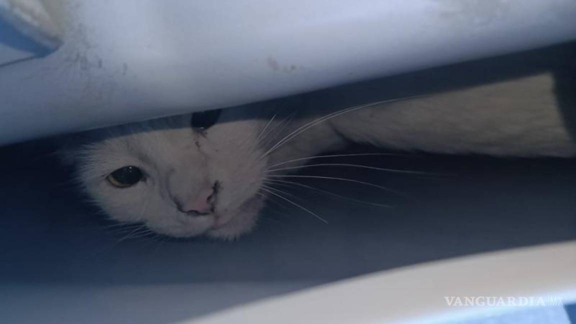 $!Apenas se podía ver la minina de lo atrapada que estaba en el vehículo.