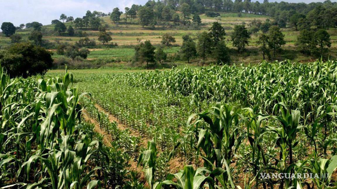 Gobierno Federal deja ‘seco’ de presupuesto al campo, afirma consultor agrícola internacional