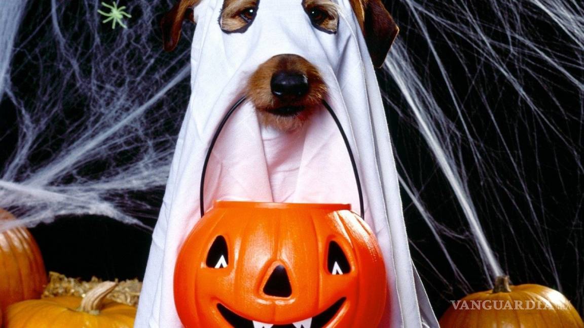 Ideas para disfraces de Halloween... ¡tu mascota lucirá adorable!