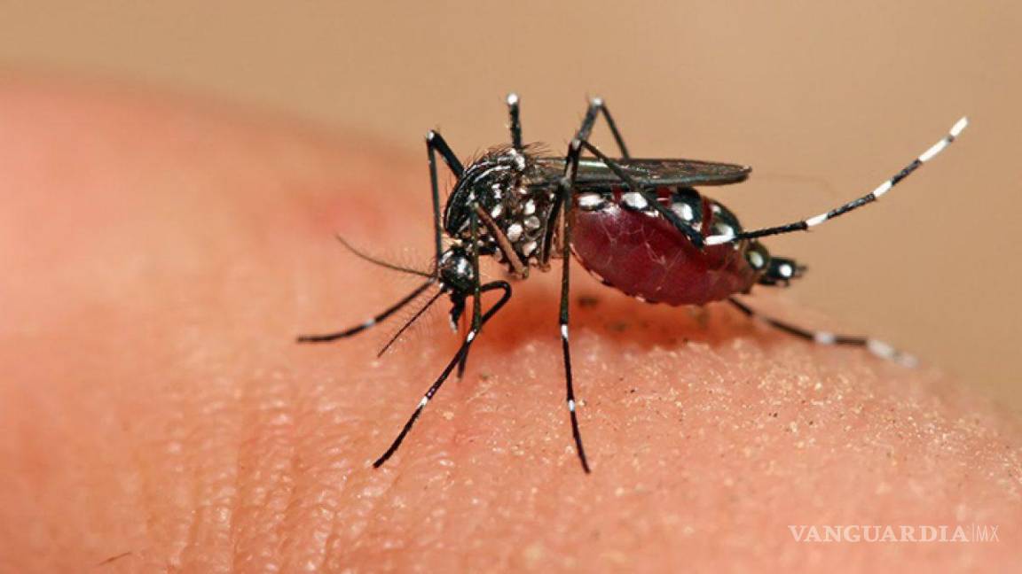 Reportan 200 casos de dengue en 2024, en Tamaulipas