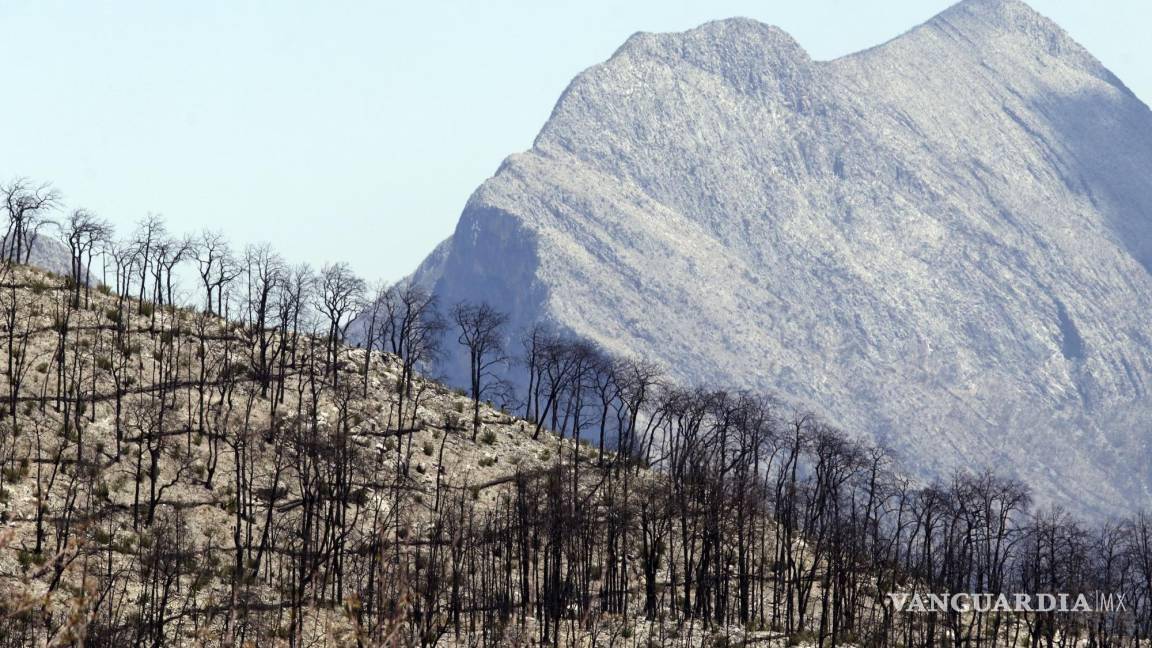 $!La nueva normativa refuerza la protección a las zonas forestales de la entidad.