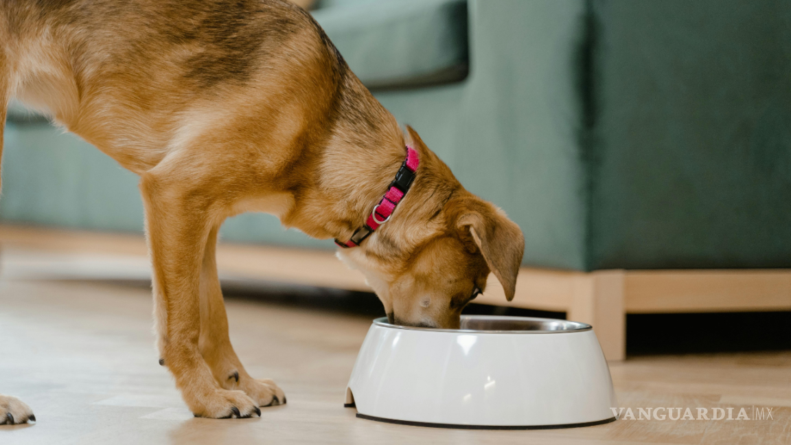 Los alimentos que NUNCA debes darles a tus perros, si no quieres enfermarlo