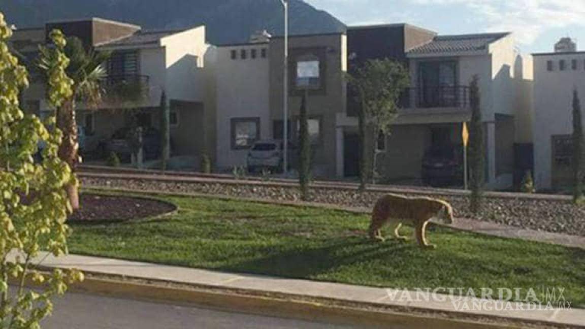 $!Reportan llama en calles de Saltillo; en otras ocasiones han sido tigres y una jirafa