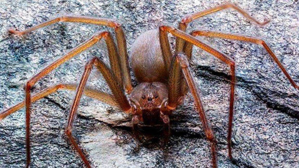 $!¡Cuidado!... Estos son los 5 insectos más peligrosos que salen con la temporada de lluvias en México