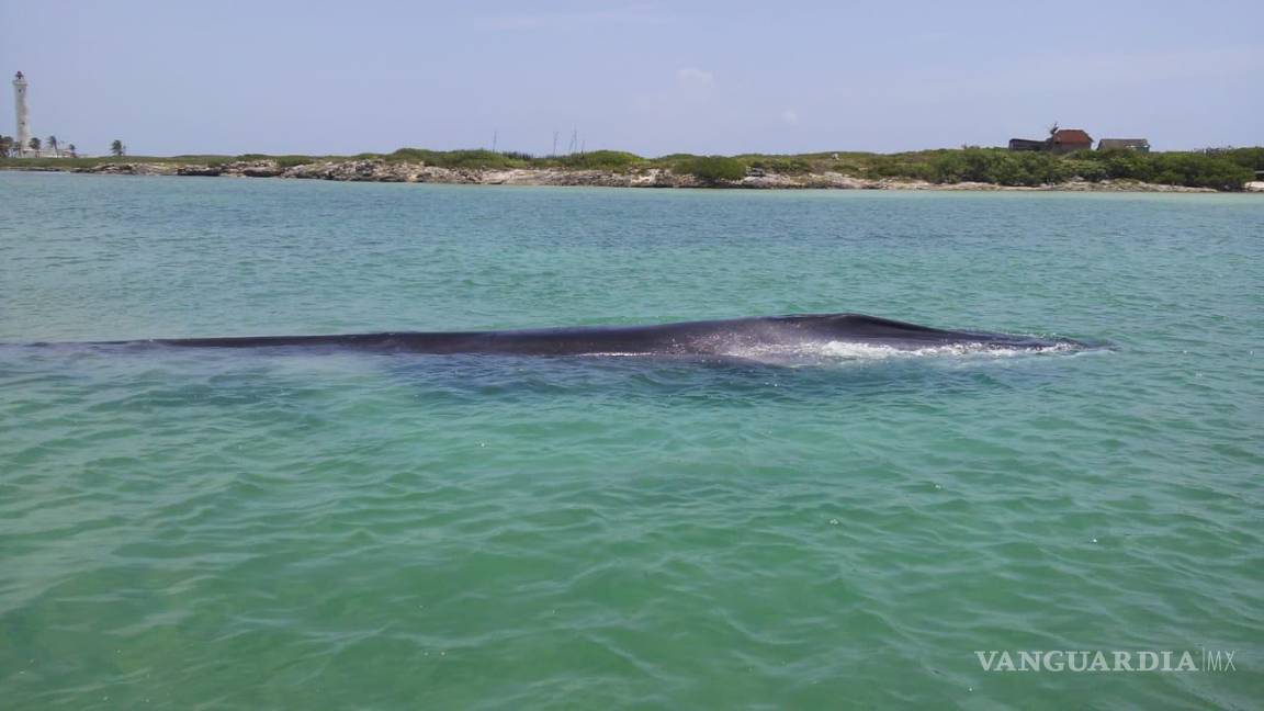 Un rorcual, mamífero marino de 18 metros queda varado cerca de Cancún