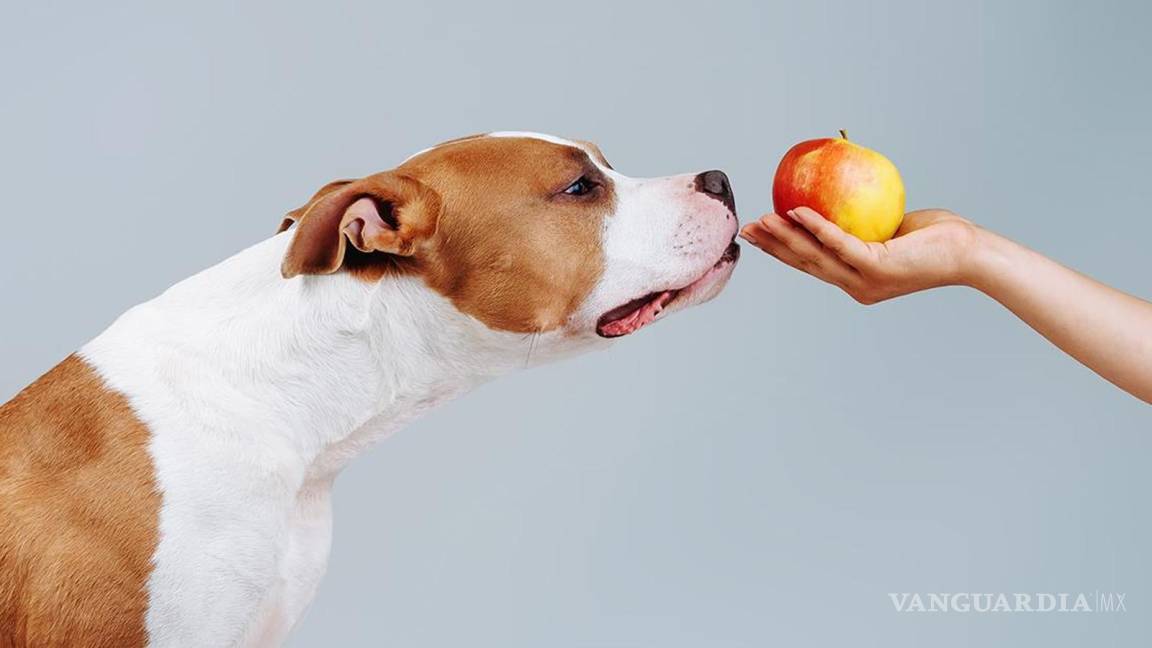 ¿Mi perro puede comer frutas?... revelan listado de frutas que son saludables para los lomitos y las que les pueden hacer daño