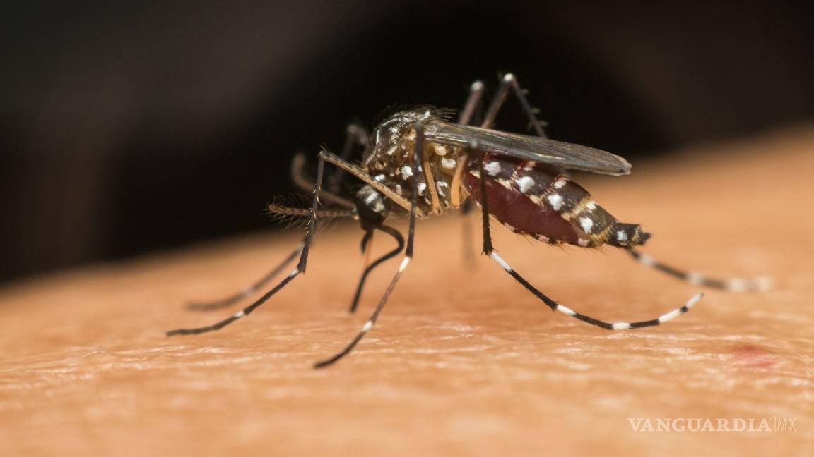 Protege a tu familia: confirman dos casos de dengue en Coahuila; exhortan a tomar medidas preventivas