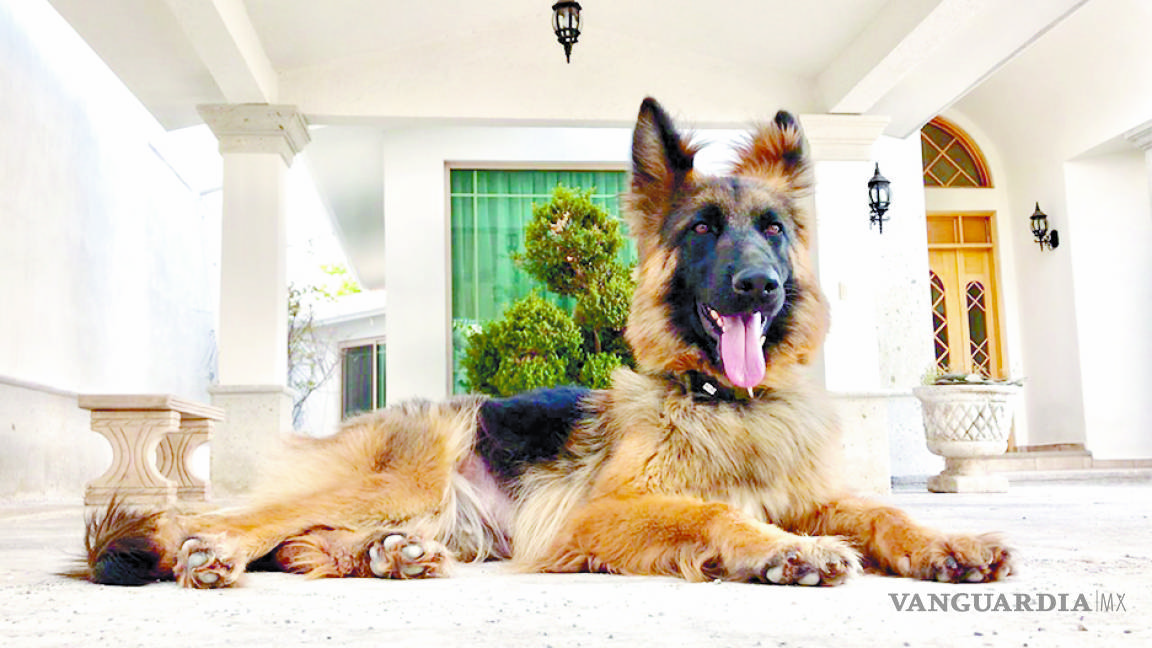 Entrenador de mascotas recomienda a saltillenses la compañía de perros para combatir el estrés y la angustia