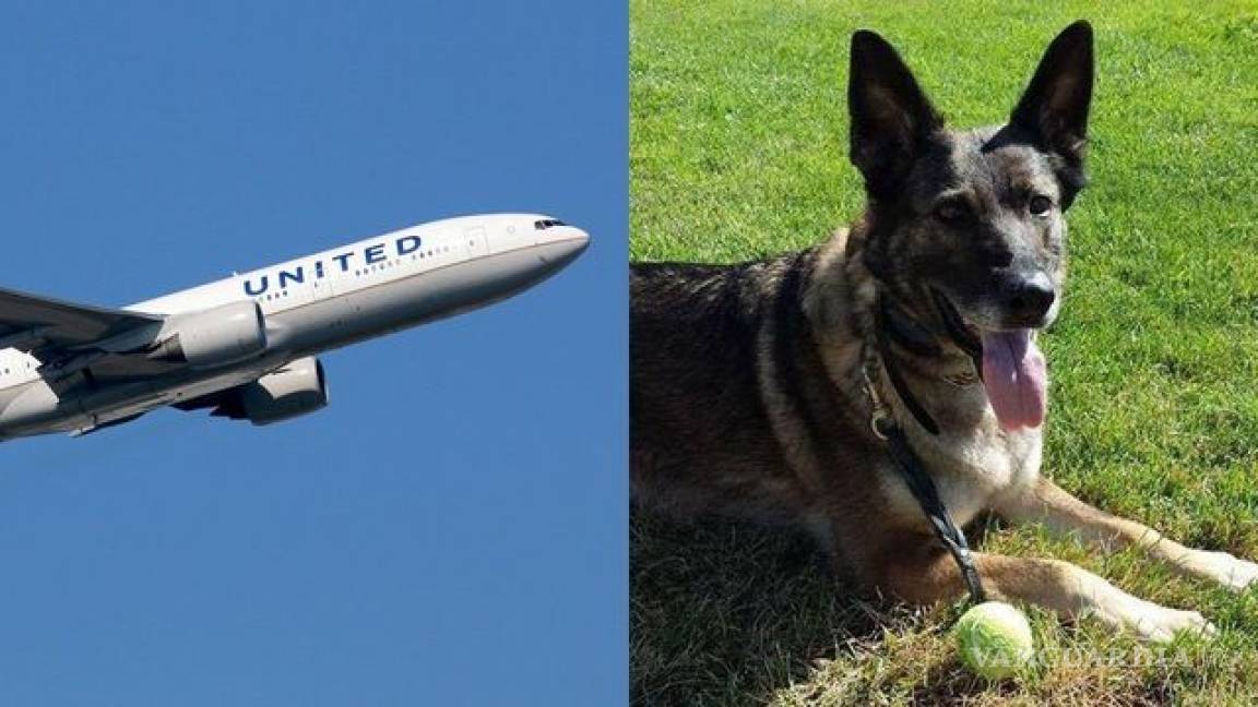 Por error, United Airlines envió un perro de EU a Japón
